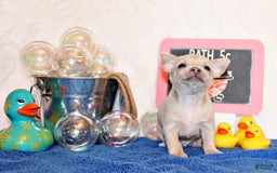 Chihuahua dogs for sale: Zax - Image 2