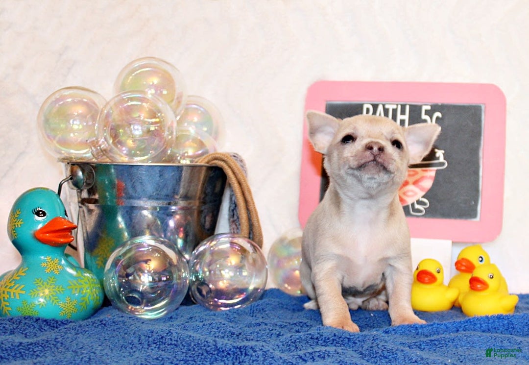 Chihuahua dogs for sale: Zax - Image 2