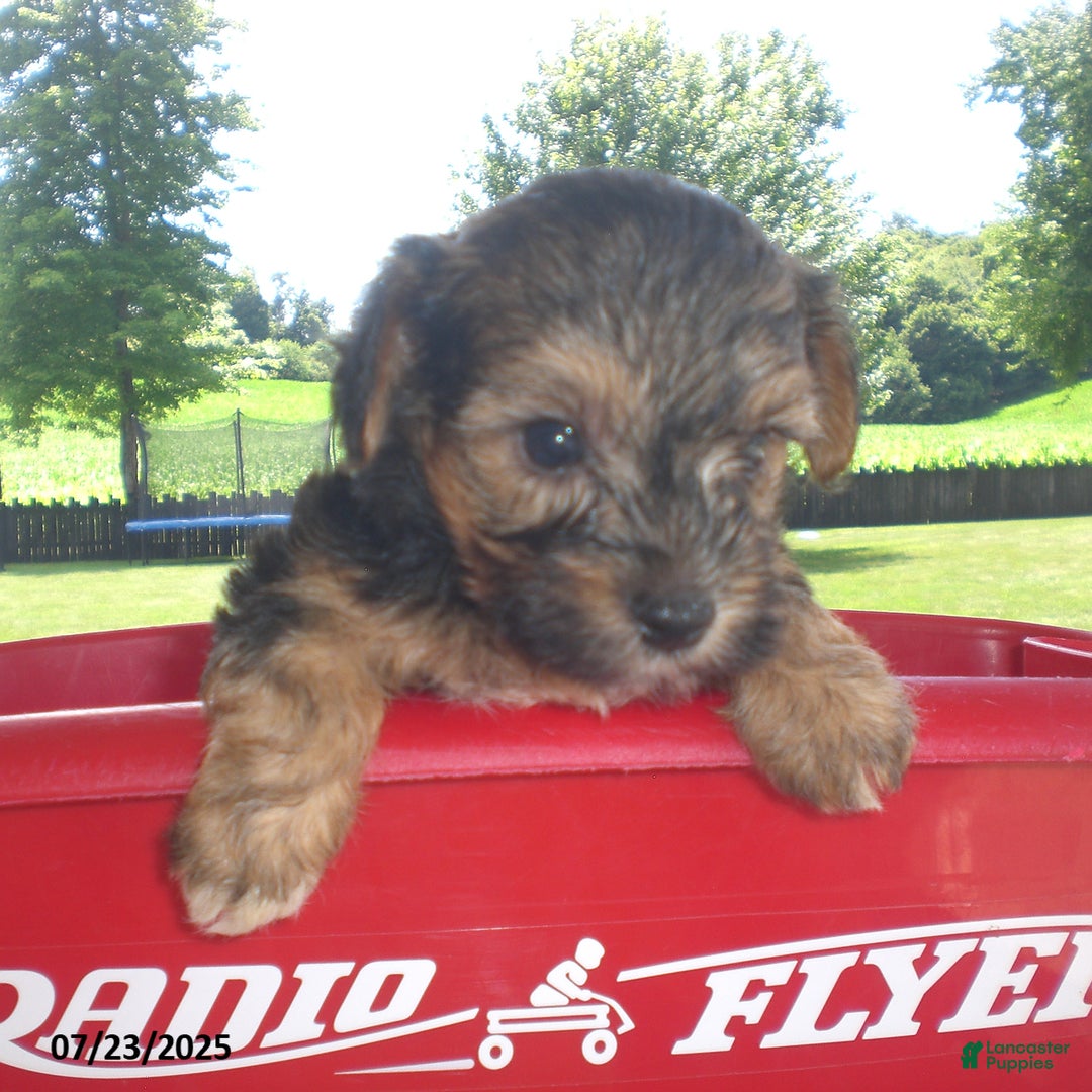 Yorkiepoo dogs for sale: Sammy - Image 23