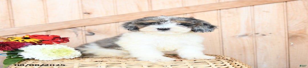 Tracy