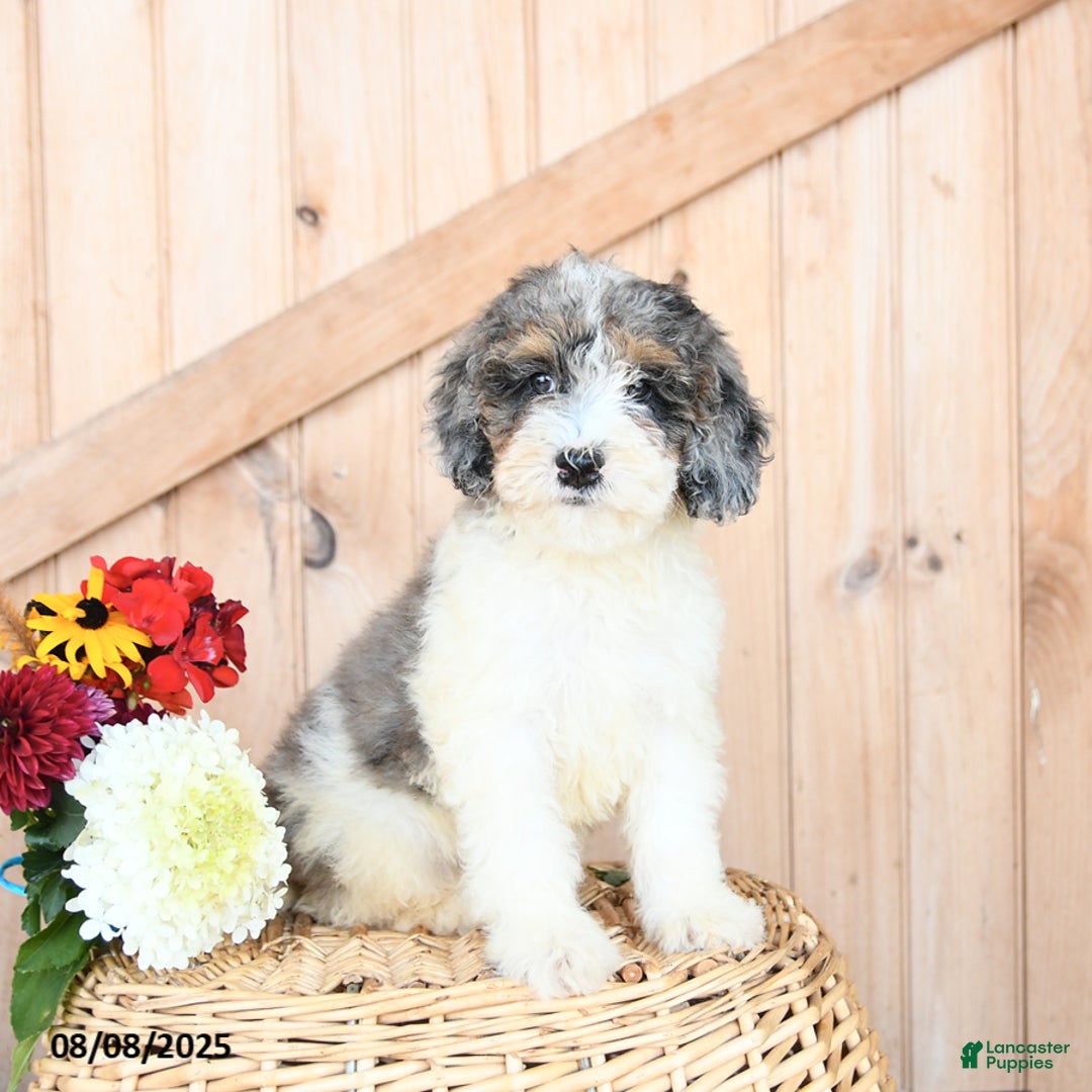 Miniature Poodle dogs for sale: Miniature Poodle 8 puppies - Image 4