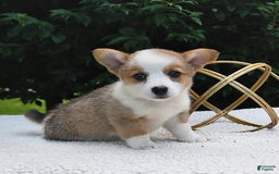 Welsh Corgi Pembroke dogs for sale: Rose - Image 5