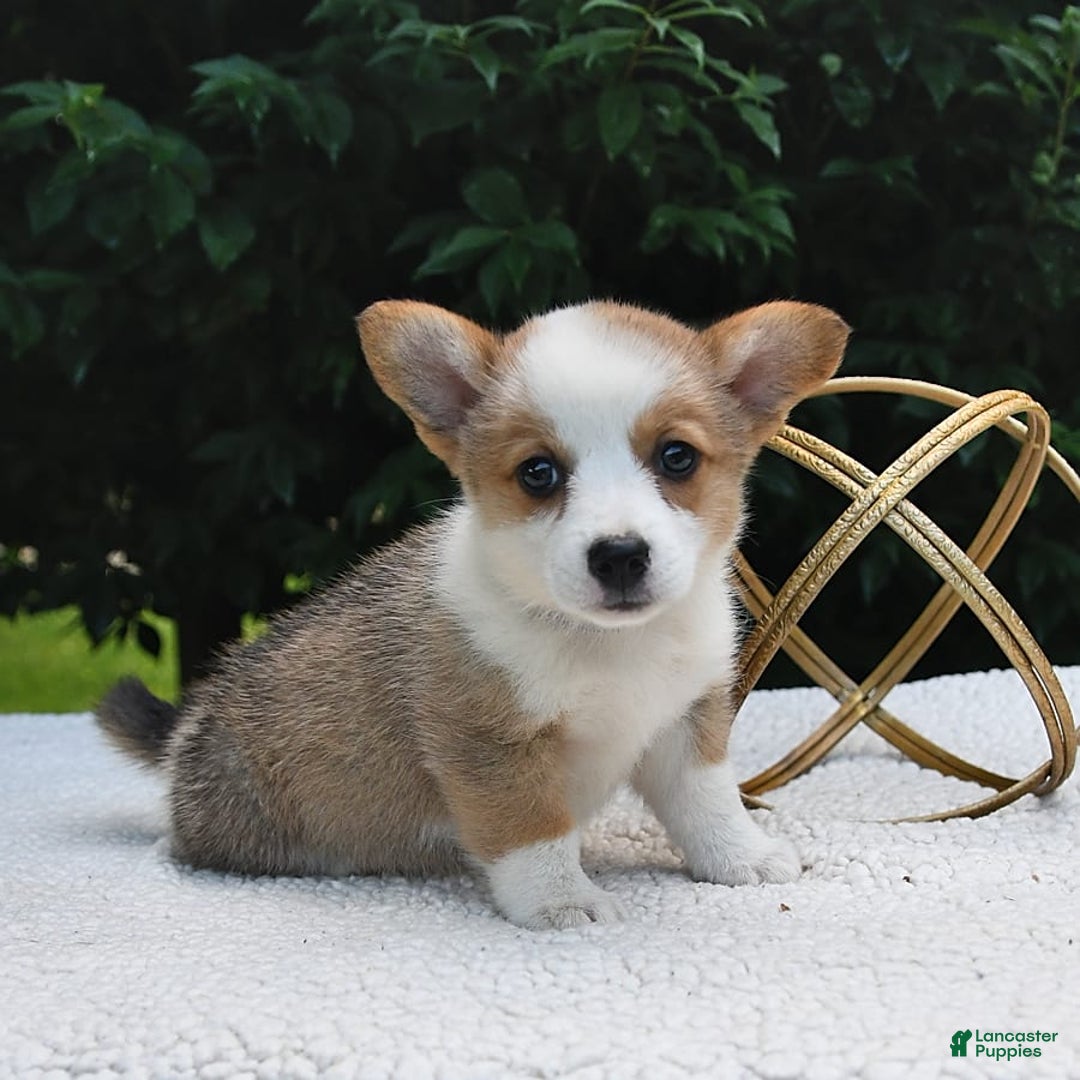 Welsh Corgi Pembroke dogs for sale: Rose - Image 5