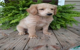 Goldendoodle dogs for sale: Bella - Image 9