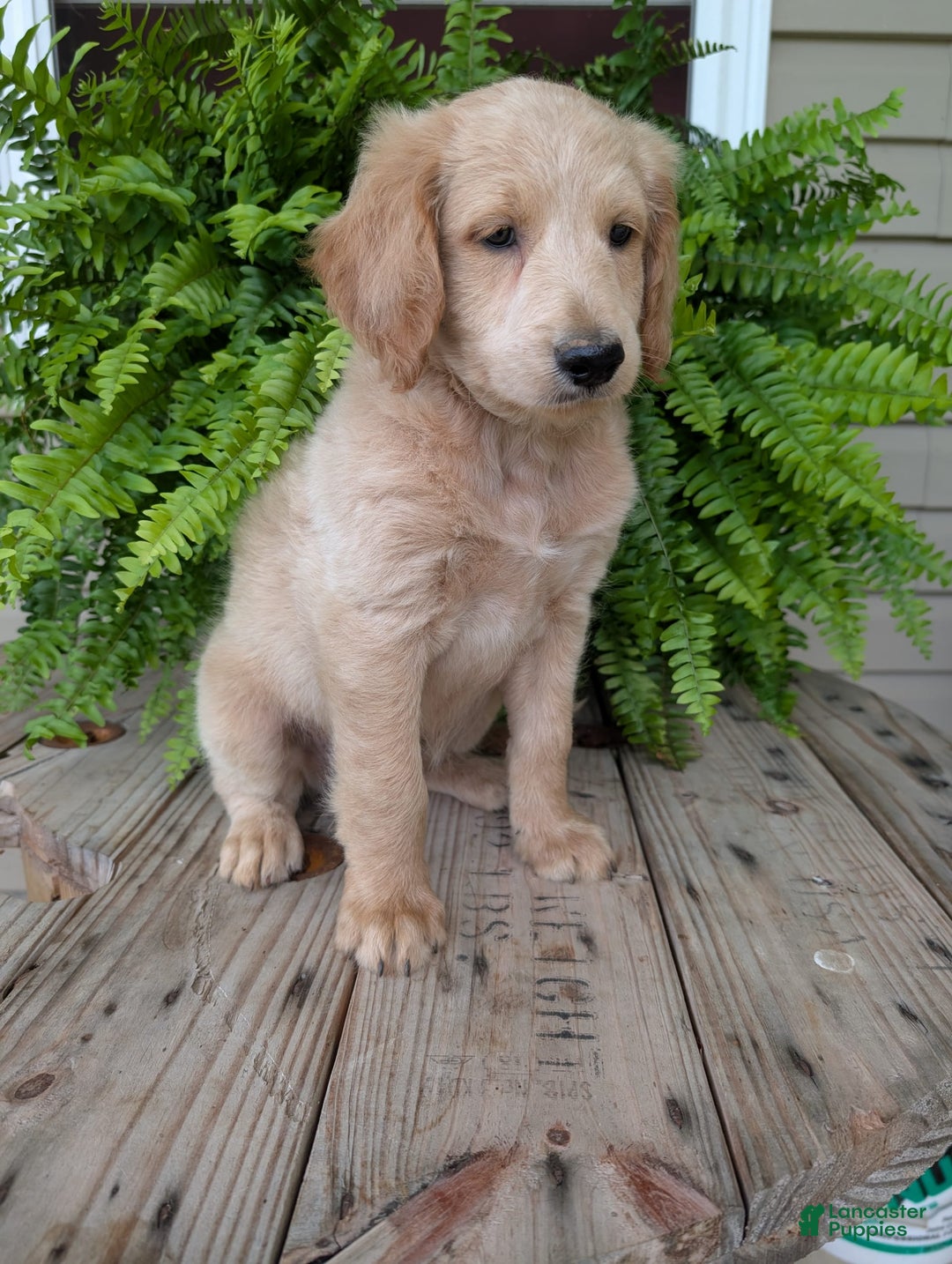 Goldendoodle dogs for sale: Bella - Image 9
