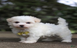 Havanese dogs for sale: Bryon - Image 9