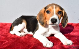 Beagle dogs for sale: Bo - Image 3