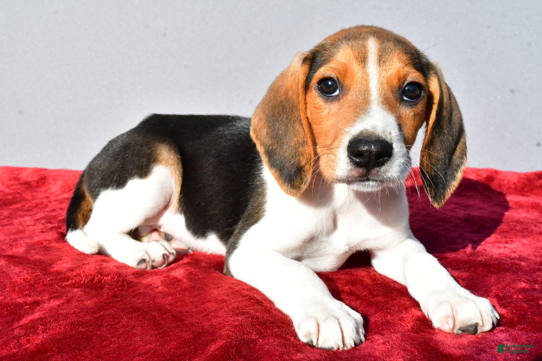 Beagle dogs for sale: Bo - Image 3