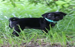 Pug dogs for sale: Luna - Image 1