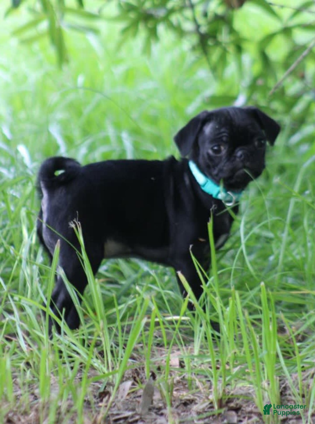Pug dogs for sale: Luna - Image 1