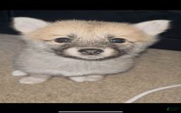 Pomsky dogs for sale: June - Image 3