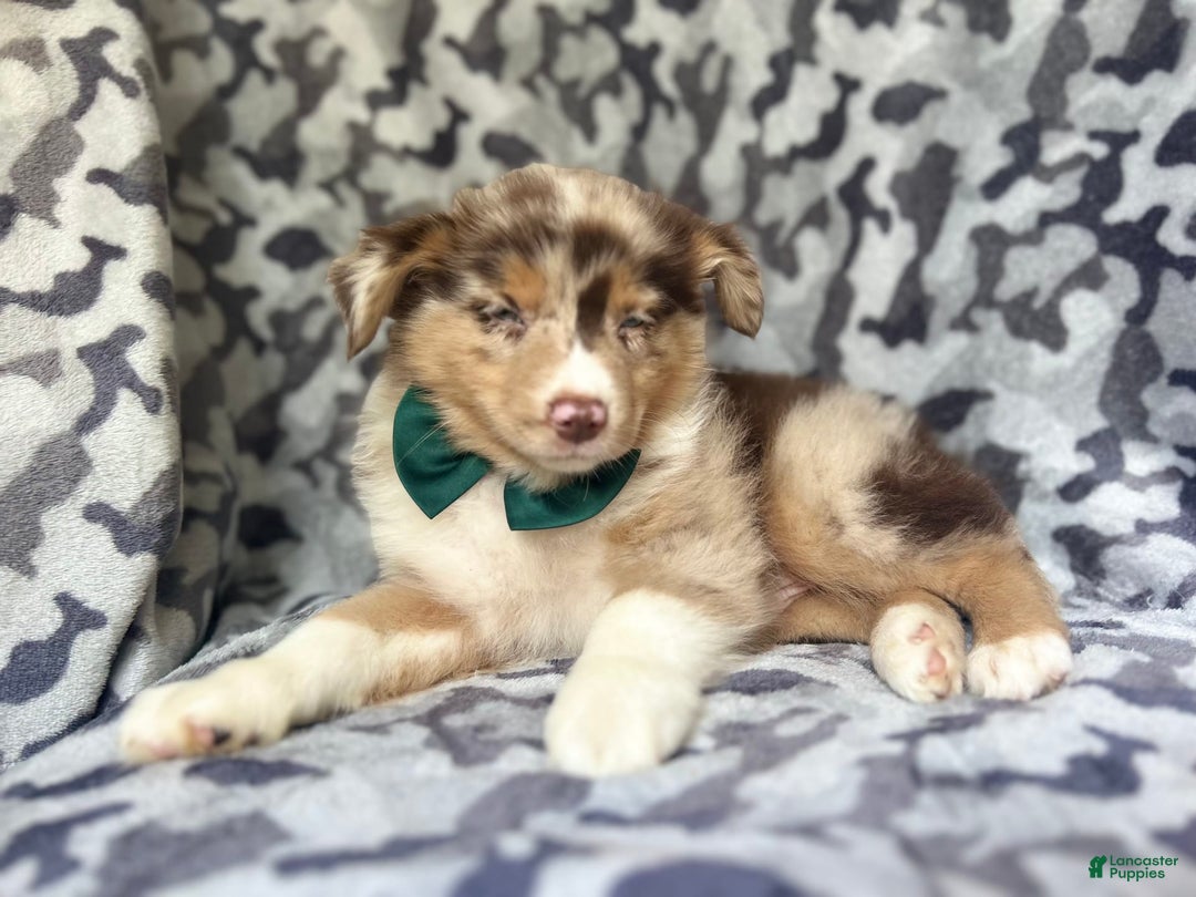 Miniature Australian Shepherd dogs for sale: Onyx - Image 8