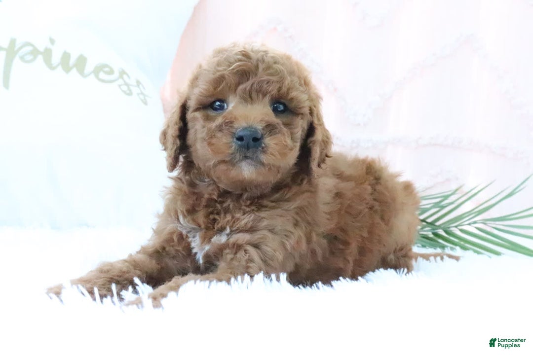 Goldendoodle dogs for sale: Mike - Image 5