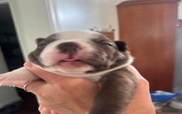 Boston Terrier dogs for sale: Marcy - Image 2