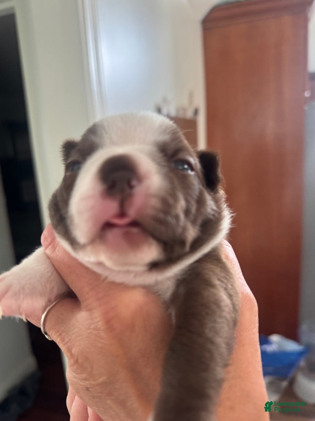 Boston Terrier dogs for sale: Marcy - Image 2