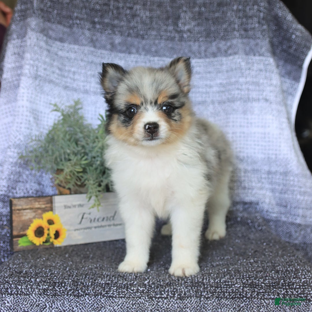 Pomeranian dogs for sale: Pomeranian 3 puppies - Image 9