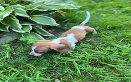 Dachshund dogs for sale: Hickory - Image 1