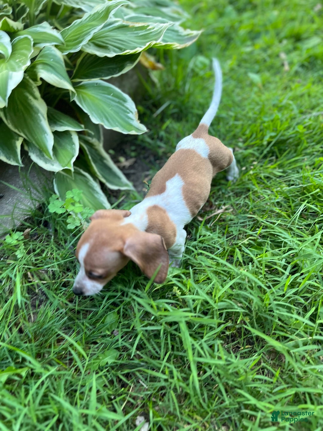 Dachshund dogs for sale: Hickory - Image 1
