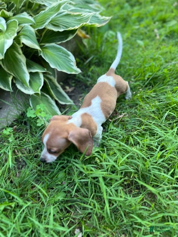 Dachshund dogs for sale - Ad 1