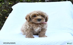 Cockapoo dogs for sale: Ben - Image 3