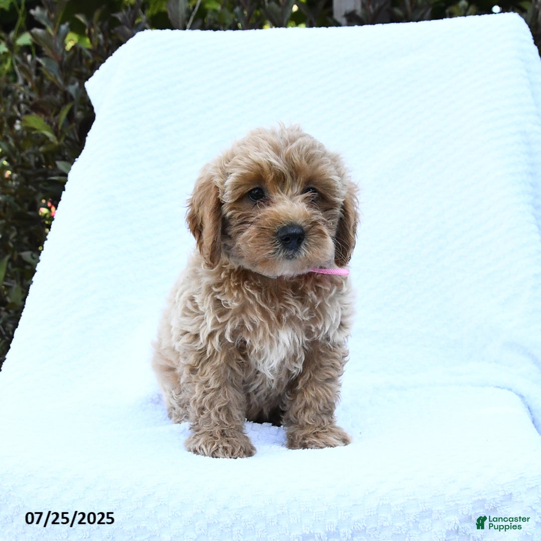 Cockapoo dogs for sale: Ben - Image 3