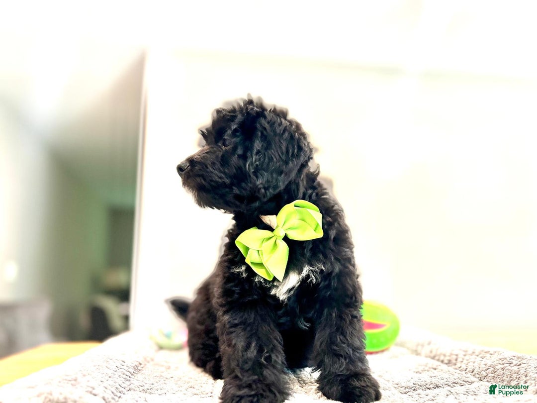 Mini Bernedoodle dogs for sale: Oreo - Image 4