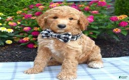 Standard Poodle dogs for sale: Duke - Image 6