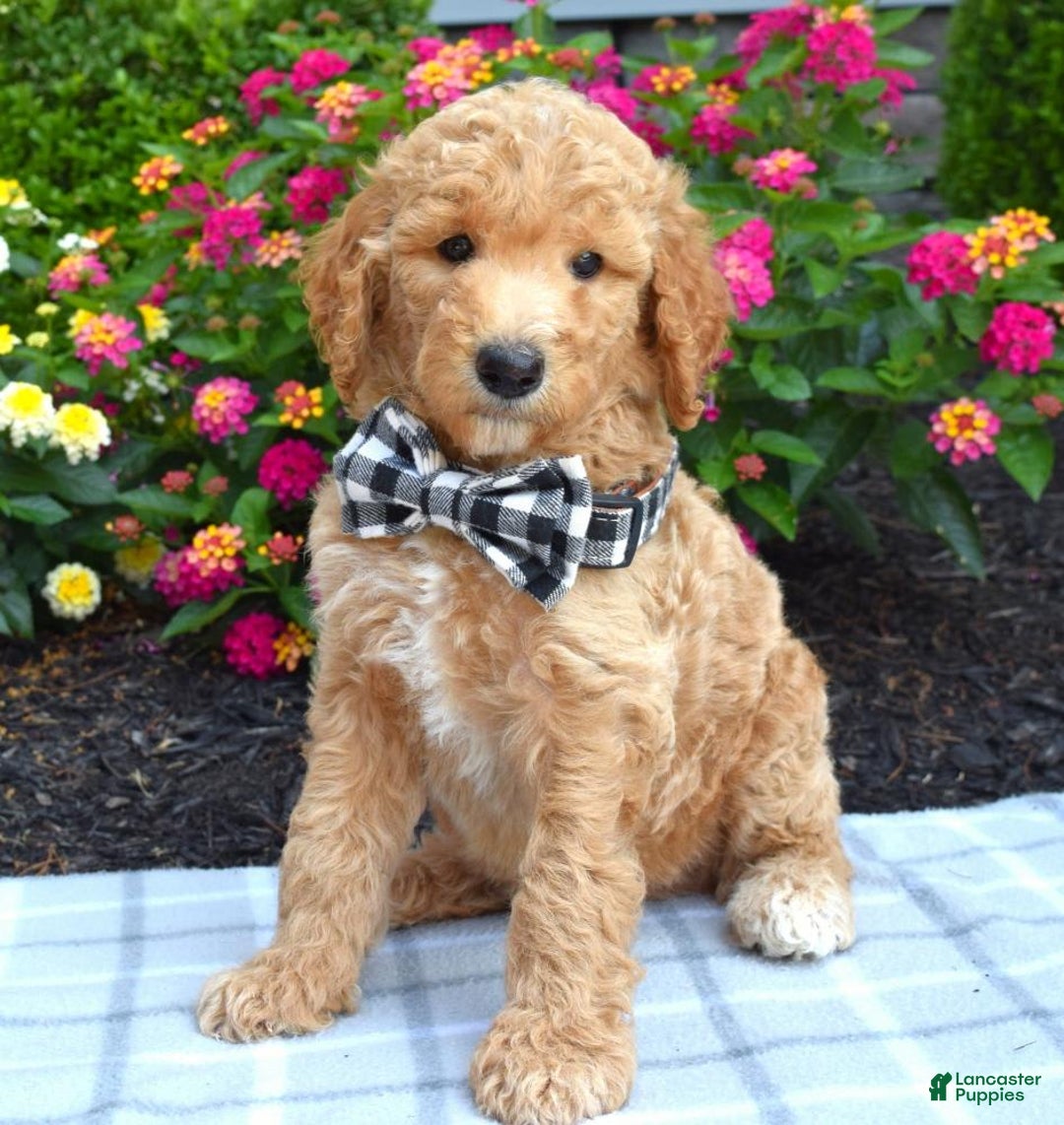Standard Poodle dogs for sale: Duke - Image 6