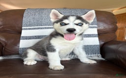 Siberian Husky dogs for sale: Bruno - Image 5