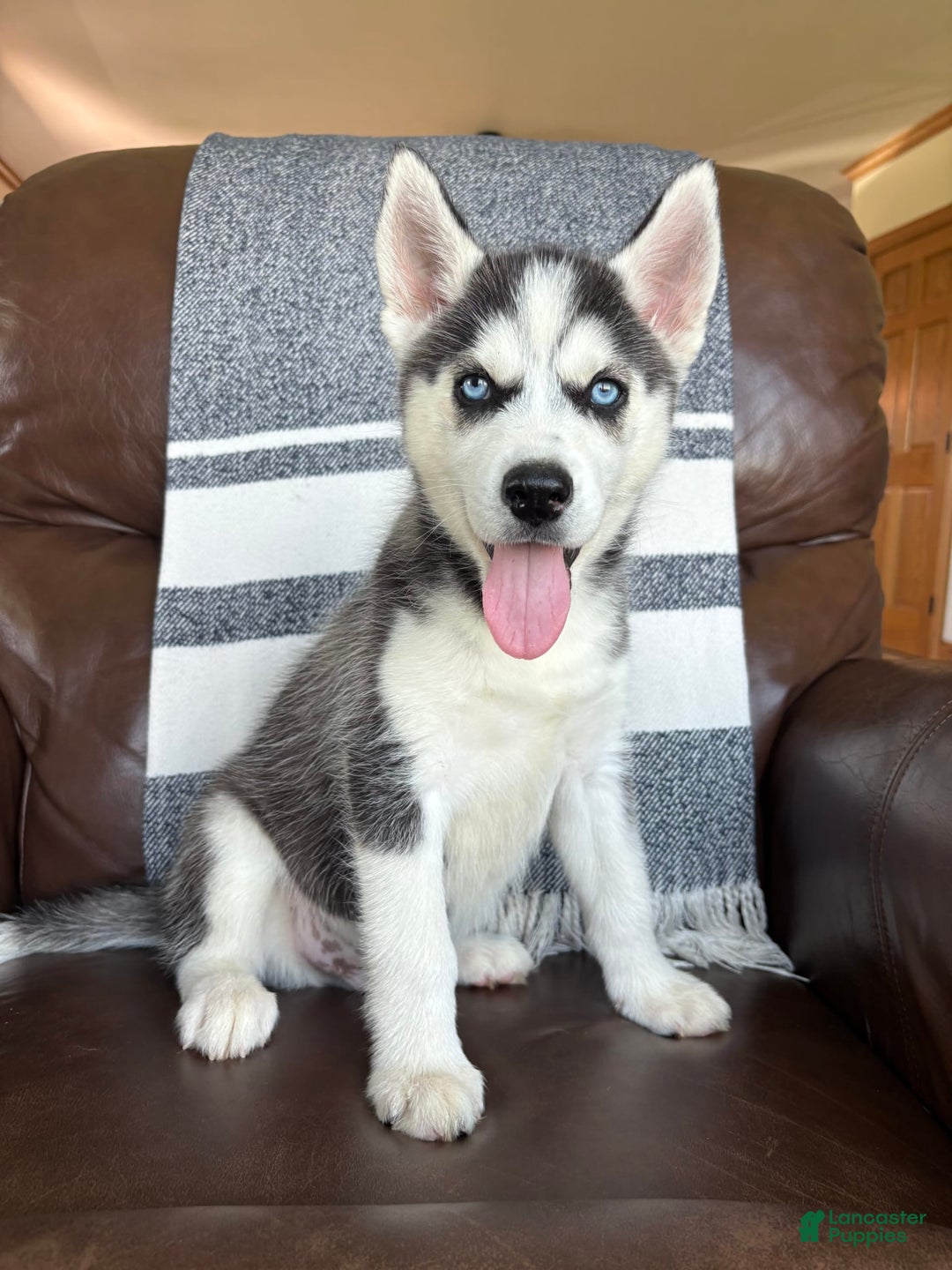 Siberian Husky dogs for sale: Bruno - Image 5