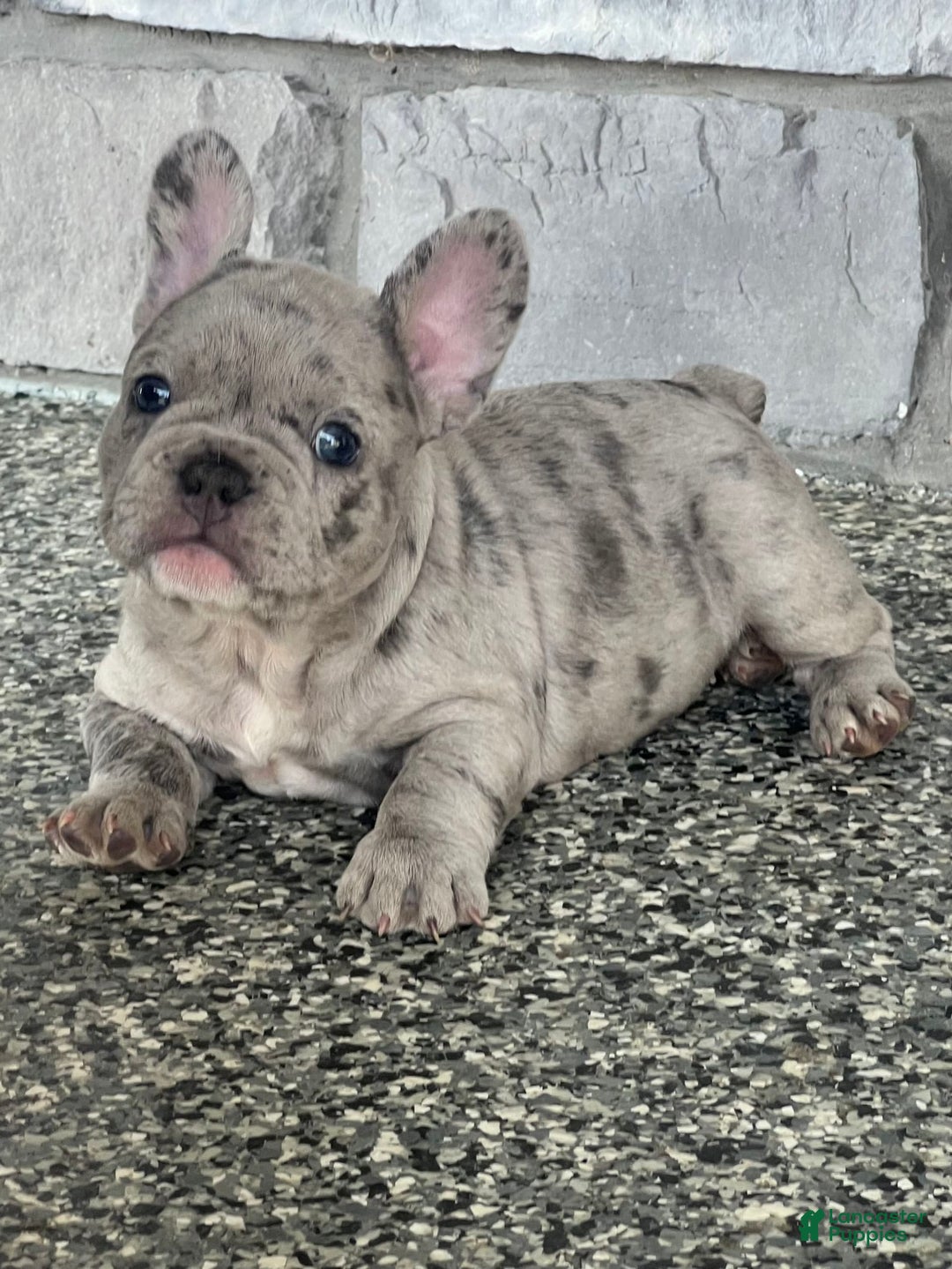 French Bulldog dogs for sale: Loki - Image 2