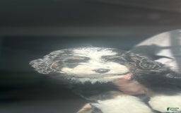 Mini Bernedoodle dogs for sale: Hazel - Image 7