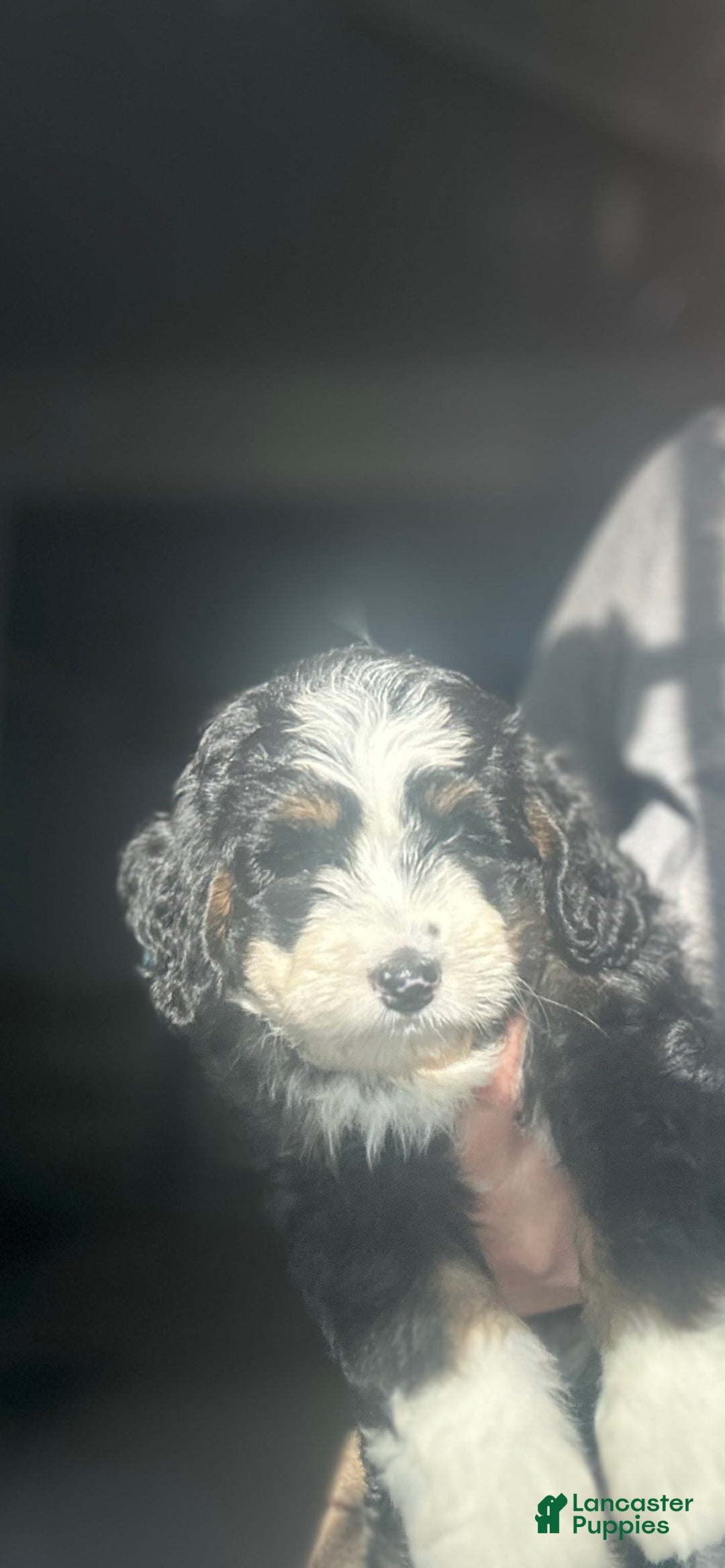 Mini Bernedoodle dogs for sale: Hazel - Image 7