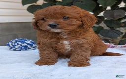 Cavapoo dogs for sale: Remi - Image 6