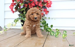 Mini Goldendoodle dogs for sale: Karly - Image 7