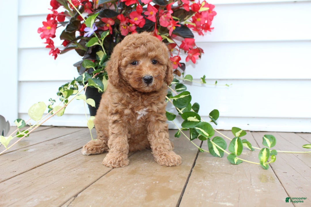 Mini Goldendoodle dogs for sale: Karly - Image 7