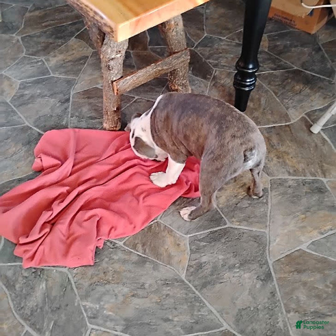 Boston Terrier dogs for sale: Blue Pedro - Image 8