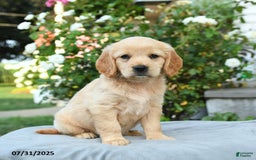 Miniature Golden Retriever dogs for sale: Savannah - Image 1