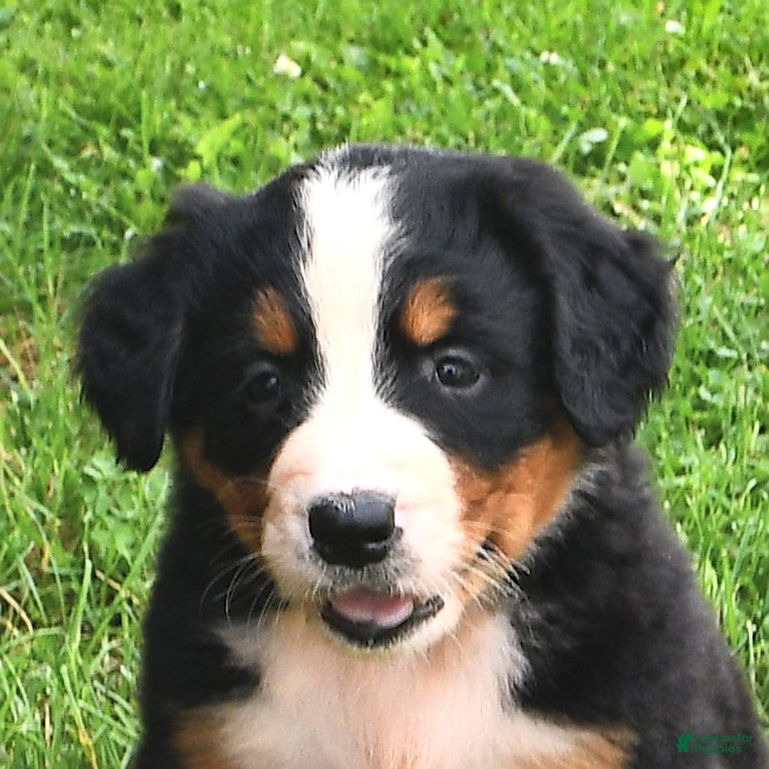 Bernese Mountain Dog dogs for sale: Licia - Listing for pets: Lael, Licia, Vincent, Virgil - Image 2