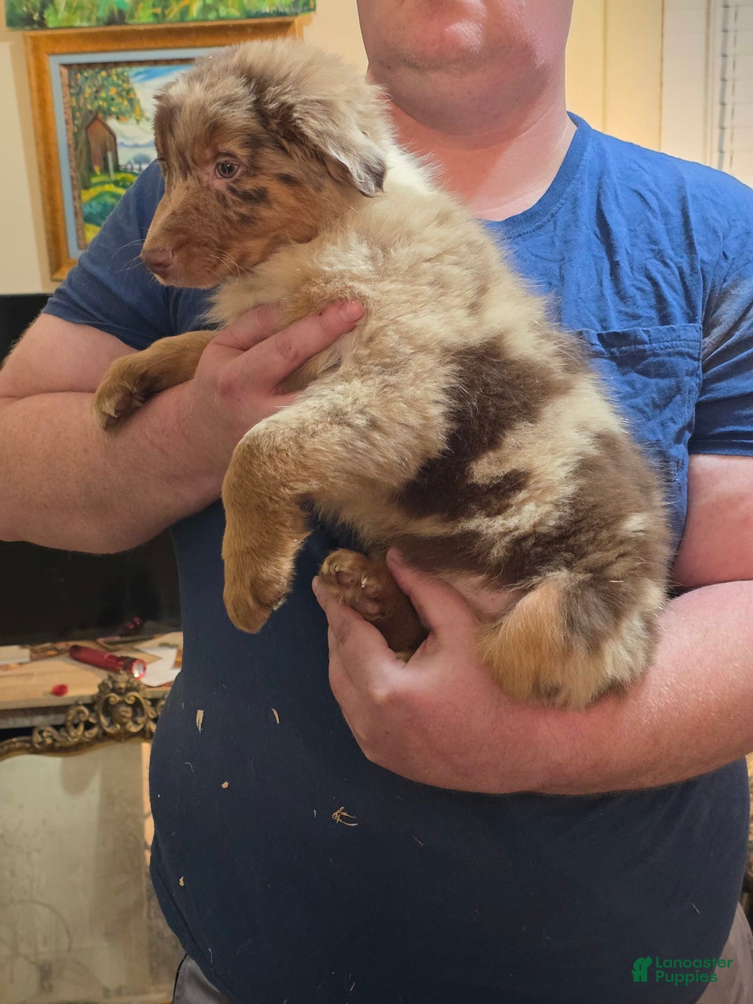 Australian Shepherd dogs for sale: Teddi - Image 13