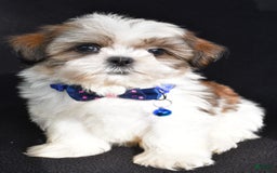 Shih Tzu dogs for sale: Lennie - Image 1