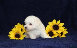 Bichon Frise dogs for sale: Uncle - Image 7