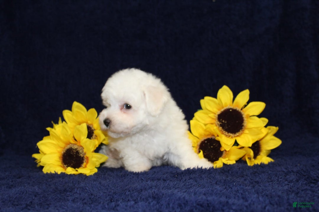 Bichon Frise dogs for sale: Uncle - Image 7