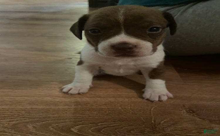 Boston Terrier dogs for sale - Ad 2