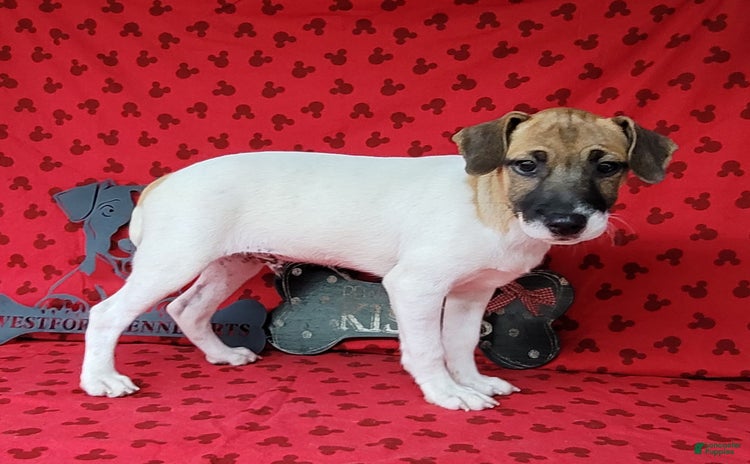 Jack Russell Terrier dogs for sale - Ad 3