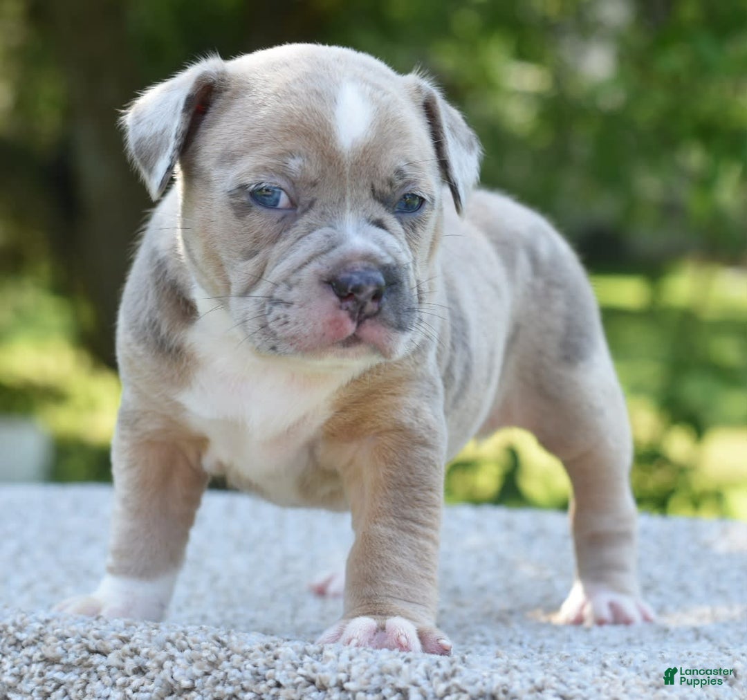 Olde English Bulldogge dogs for sale: Rosie Mini Bulldogge - Image 17