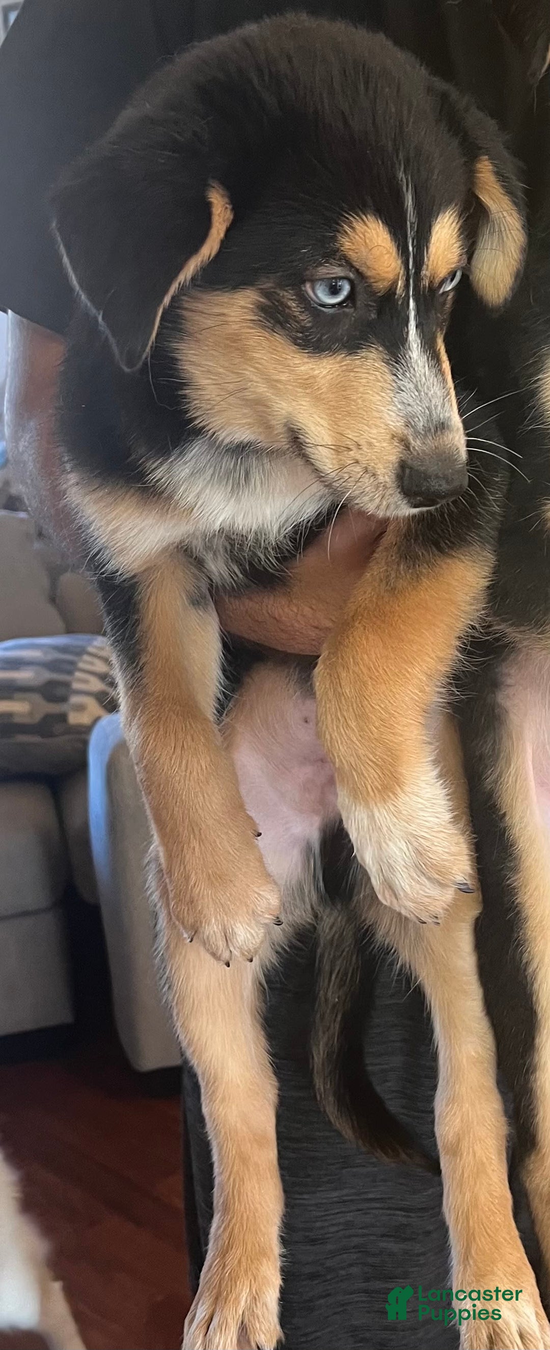 Siberian Husky dogs for sale: Pitsky - Image 2