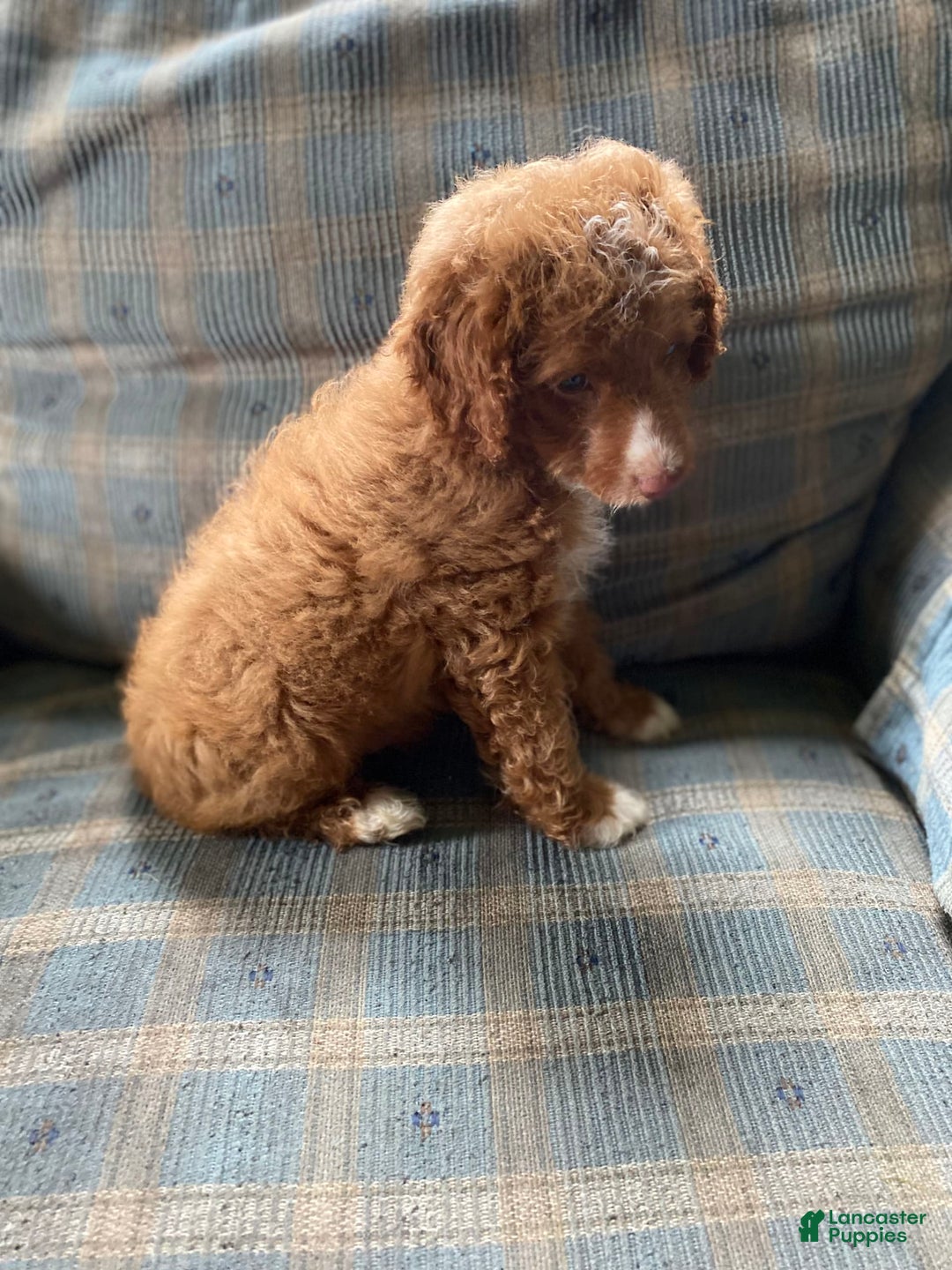 Miniature Poodle dogs for sale: Hank - Image 5