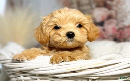 Maltipoo dogs for sale: Dark Pink Collar - Image 23