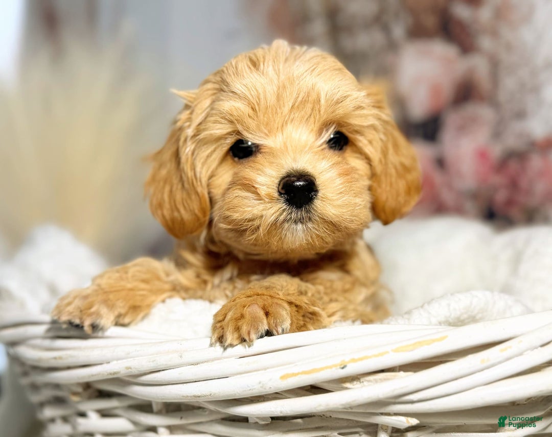Maltipoo dogs for sale: Dark Pink Collar - Image 23